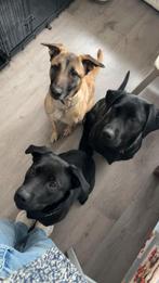 Hond zoekt nieuwe actieve baas, 1 tot 2 jaar, Teef, Eén hond, Nederland