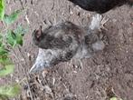 Te koop:  grote brahma 's hennen, of 2 oudere leghennen., Dieren en Toebehoren, Vrouwelijk, Kip