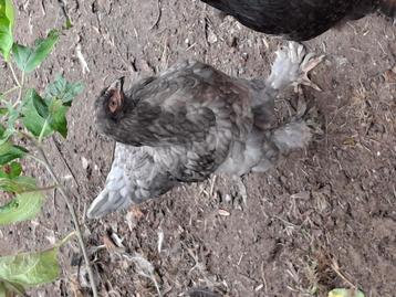 Te koop:  grote brahma 's hennen, of 2 oudere leghennen.  beschikbaar voor biedingen