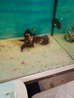 ancistrus L144, Overige typen, Zoetwatervis, Schoolvis