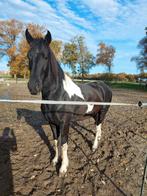 !!Gezocht!! Verzorger/(later) bijrijder!!!, Dieren en Toebehoren, Stalling en Weidegang