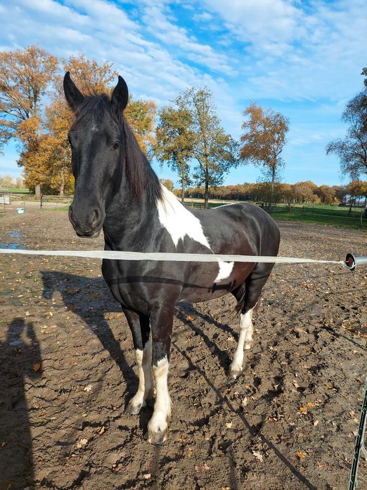 !!Gezocht!! Verzorger/(later) bijrijder!!!, Dieren en Toebehoren, Stalling en Weidegang