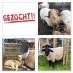 Ram gezocht , Schoonebeeker , Drents heideschaap en Suffolk, Dieren en Toebehoren, Schapen, Geiten en Varkens, Mannelijk, Schaap