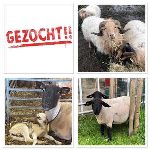 Ram gezocht , Schoonebeeker , Drents heideschaap en Suffolk, Dieren en Toebehoren, Schapen, Geiten en Varkens, Schaap, Mannelijk