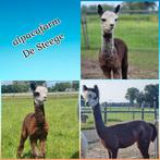 Alpaca wol - schering 2025, Ophalen of Verzenden, Nieuw, Spinwol