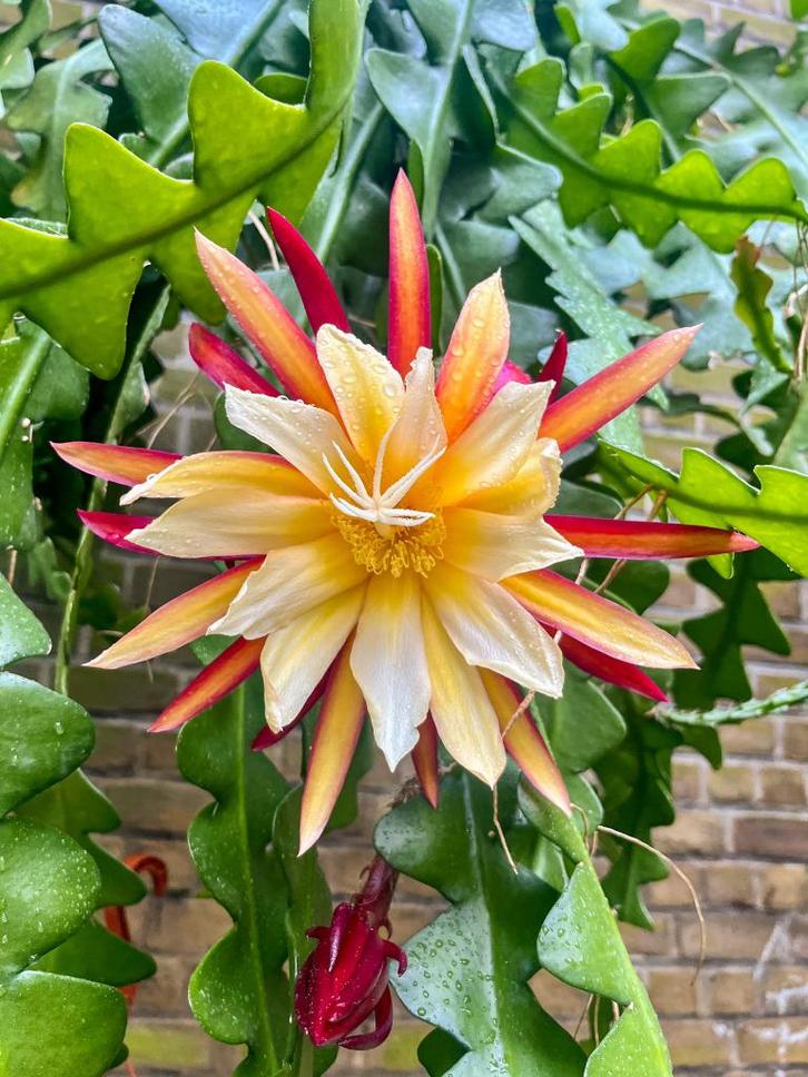 cactus - Epiphyllum The Lost Dutchman, Huis en Inrichting, Kamerplanten, Cactus, Minder dan 100 cm, Volle zon, Ophalen of Verzenden