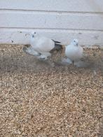 Vedervoetige ijsduiven, Dieren en Toebehoren, Vogels | Duiven, Meerdere dieren, Overige soorten