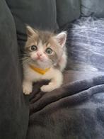 Perzische X britse korthaar kittens te koop, Dieren en Toebehoren, Katten en Kittens | Raskatten | Langhaar, Ontwormd