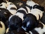 Friese Stabij Pups ras zuiver., Dieren en Toebehoren, Honden | Retrievers, Spaniëls en Waterhonden, Rabiës (hondsdolheid), Overige rassen