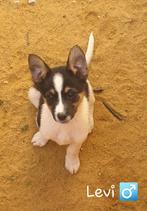 Levi zoekt een liefdevol thuis, Dieren en Toebehoren, Particulier, Rabiës (hondsdolheid), Reu, 8 tot 15 weken