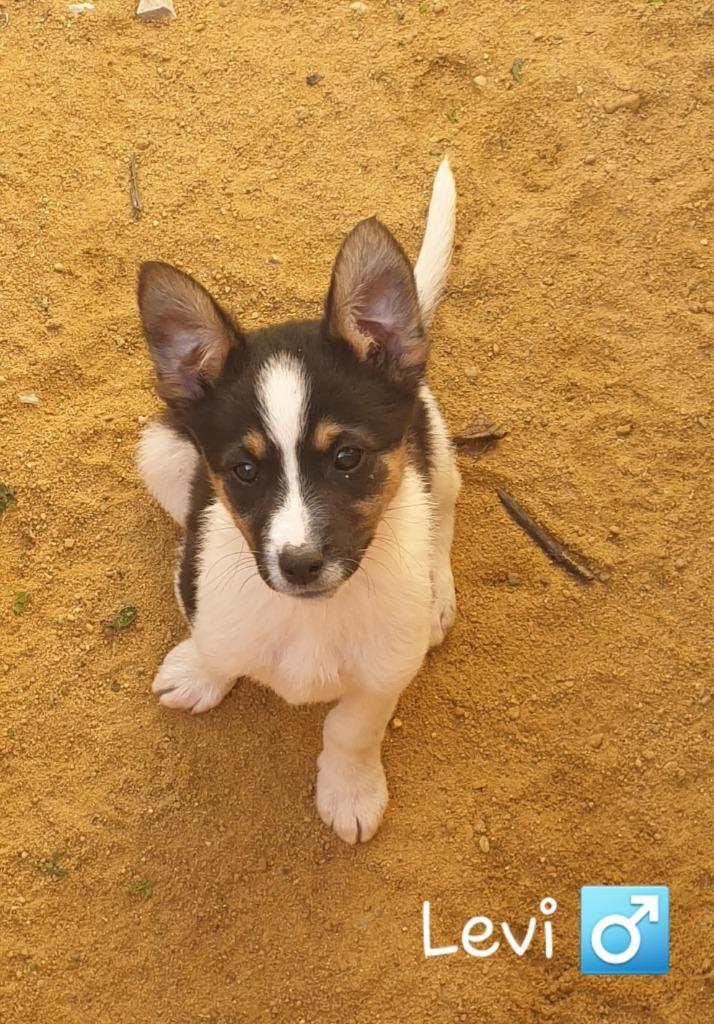 Levi zoekt een liefdevol thuis, Dieren en Toebehoren, Honden | Niet-rashonden, Middel, Reu, Particulier, Eén hond, Buitenland