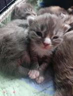 100% Raszuivere Maine Coon Kittens, Kater, Gechipt, 0 tot 2 jaar