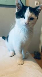 Kitten - Juliëtte, Dieren en Toebehoren, Katten en Kittens | Overige Katten, Poes