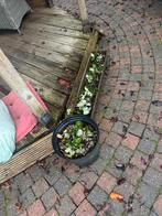 Gele aardbeienplanten /stekken  zonder pot en bak, Volle zon, Vaste plant, Ophalen of Verzenden, Fruitplanten