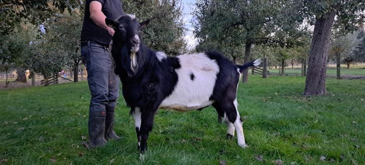 bonte bok te koop stamboek en CAE en CL vrij, Dieren en Toebehoren, Schapen, Geiten en Varkens, Geit, Mannelijk, 3 tot 5 jaar