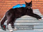 Vermist! Kater, Culemborg, Dieren en Toebehoren