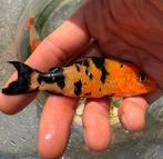 Hele mooie gekleurde koi mix 10 cm, Dieren en Toebehoren, Karper of Koi
