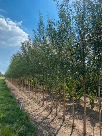 Salix alba groene/gele wilg 3,5m hoog beschikbaar voor biedingen