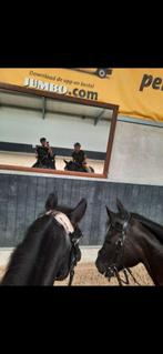 Verzorg/Bijrijd pony('s) gezocht / Verzorgsters aangeboden, Dieren en Toebehoren, Ophalen, Nieuw