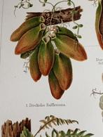 Oude Litho Boom Biologie, Ophalen of Verzenden