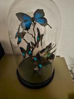 Vlinders in stolp - 30cm hoog, Ophalen of Verzenden