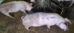 Duroc biggen, Dieren en Toebehoren, Schapen, Geiten en Varkens, Meerdere dieren, Varken