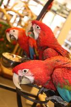 Jonge groenvleugel ara’s, Meerdere dieren, Papegaai, Pratend