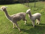 Alpaca merrie met hengst veulen, Dieren en Toebehoren, Overige Dieren, Juli, Meerdere dieren