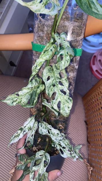 Monstera frozen freckles blad stekjes beschikbaar voor biedingen