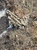 Gratis paardenmest ideaal voor de volkstuin, Tuin en Terras, Aarde en Mest, Ophalen of Verzenden, Tuinaarde