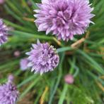 Bieslook zaden, Allium schoenoprasum, Ophalen of Verzenden, Volle zon
