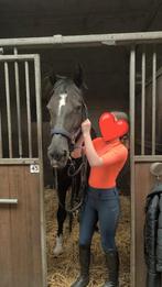 Verzorg pony/paard gezocht!, Ophalen of Verzenden, Zo goed als nieuw