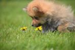 Dwergkees pups keeshond pup pomeriaan prachtige keuze 🌸🐾💝, Rabiës (hondsdolheid), Meerdere, Keeshond, 8 tot 15 weken