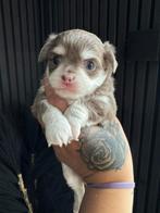 Chihuahua pup reu, Rabiës (hondsdolheid), Reu, 8 tot 15 weken, Eén hond