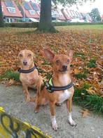 Pinchers zoeken fijn nieuw thuis, Dieren en Toebehoren, 1 tot 2 jaar, Meerdere, Nederland, Particulier