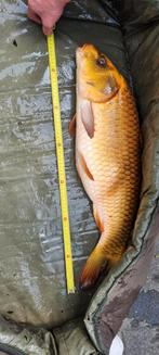 Met spoed huis gezocht voor koi karpers, Dieren en Toebehoren, Vissen | Vijvervissen, Karper of Koi