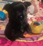 Chihuahua baby  s, Dieren en Toebehoren, Reu, Meerdere, Chihuahua, Nederland