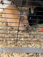 1dame dwerg konijn fluffy, Dieren en Toebehoren, Konijnen, Vrouwelijk, Dwerg