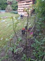 Walnootboom 1,5 meter hoog, Tuin en Terras, Planten | Bomen, Ophalen, Overige soorten, 100 tot 250 cm