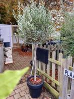 Leuke Mooie olijfboom olijfbomen Olea Europaea P36 H160 cm, Tuin en Terras, Planten | Bomen, Lente, 100 tot 250 cm, Olijfboom