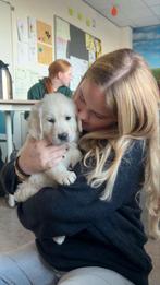 Honden uitlaat en/of oppas aangeboden, Ophalen of Verzenden