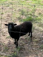 Te ruil: Ouessant ooi, Dieren en Toebehoren, Schapen, Geiten en Varkens, Vrouwelijk, Schaap