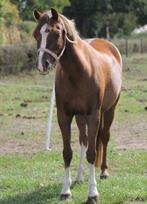 Knappe welsh C pony, Dieren en Toebehoren, Pony's, Merrie, C pony (1.27m tot 1.37m), Gechipt, 11 jaar of ouder