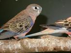 bourkes parkieten, Meerdere dieren, Parkiet
