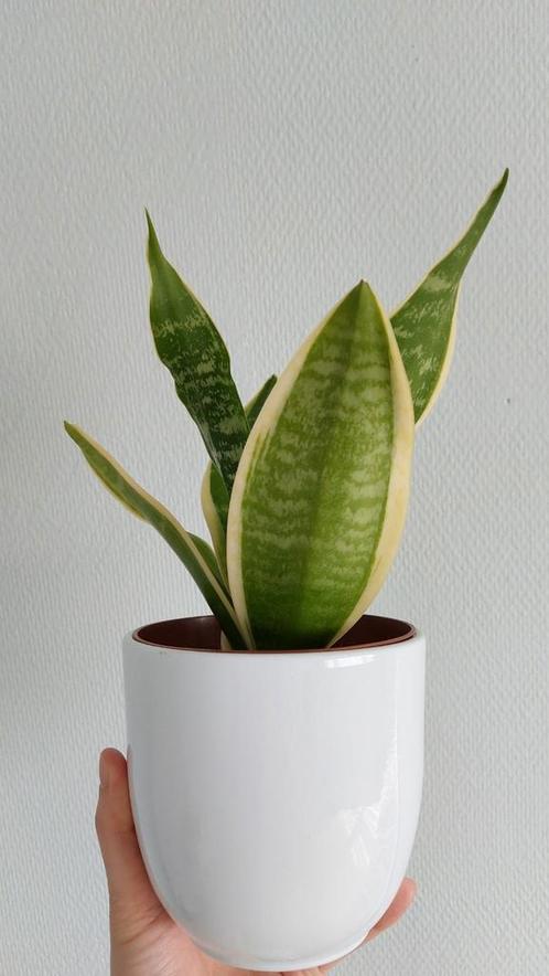 Prachtige sanseveria met vormende zijscheuten in chique pot, Huis en Inrichting, Kamerplanten, Overige soorten, Minder dan 100 cm