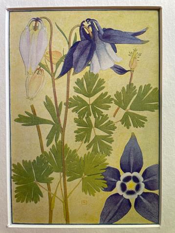 1910 litho van Plantje uit de alpen -Aquilegia Alpina beschikbaar voor biedingen