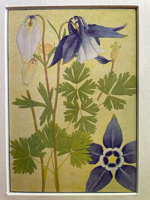 1910 litho van Plantje uit de alpen -Aquilegia Alpina, Antiek en Kunst, Kunst | Litho's en Zeefdrukken, Ophalen of Verzenden