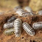 15x Armadillidium maculatum mix pissebedden / isopods, Overige soorten