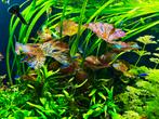 Grote rode tijger lotus, Dieren en Toebehoren, Vissen | Aquariumvissen, Vis