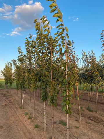 Prunus Avium zoete kers 3m beschikbaar voor biedingen